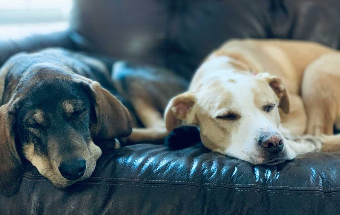 Tiefenentspannte Hunde Freunde