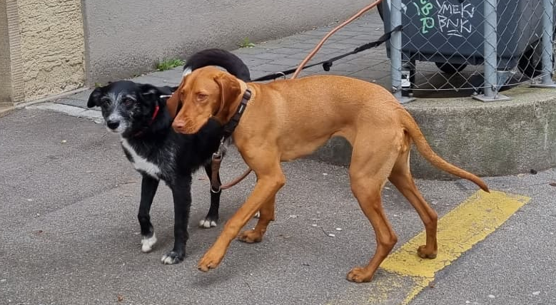 Junge Hunde